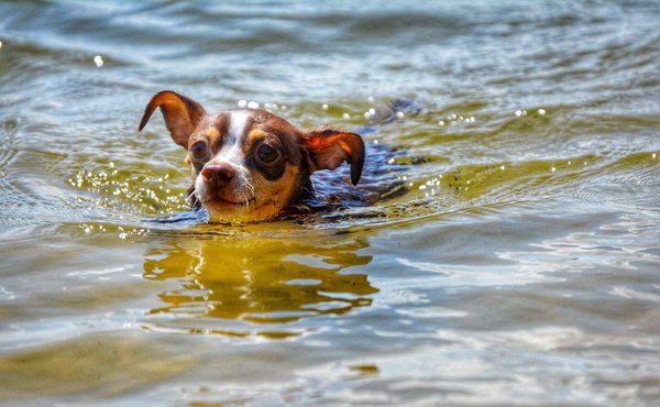 Quelles sont les meilleures recettes de plats végétaliens pour les débutants ?